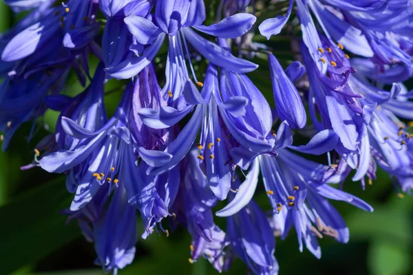 Agapanthus Lily Flor Nilo — Fotografia de Stock