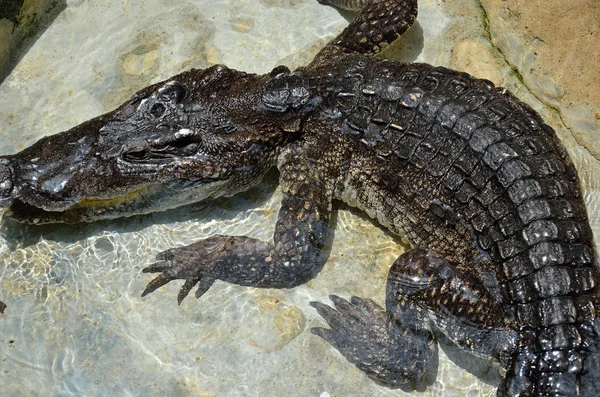 Crocodilo Água Zoológico — Fotografia de Stock