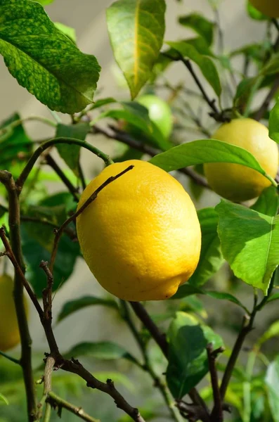 Lemon Pohon Hijau — Stok Foto