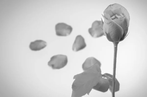 Bela Flor Rosa Suave Estilo Tom Cor Preto Branco — Fotografia de Stock