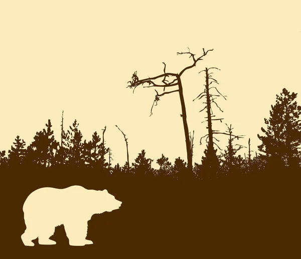 Κοντινό Πλάνο Σιλουέτα Αρκούδα — Φωτογραφία Αρχείου