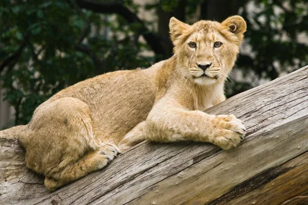 Junge Löwin Kletterte Auf Baum Und Sah — Stockfoto