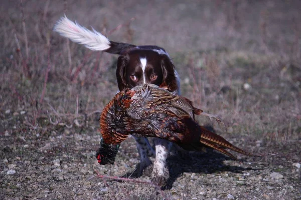 Fígado Branco Tipo Trabalho Inglês Springer Spaniel Pet Gundog Carregando — Fotografia de Stock