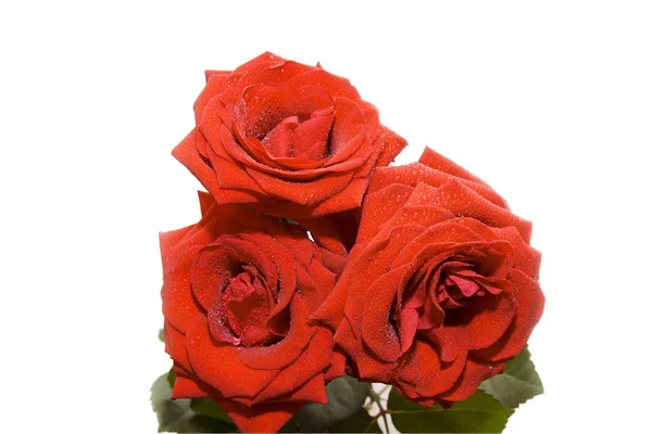 Tres Hermosas Rosas Rojas Con Gotas Agua Aisladas Blanco — Foto de Stock