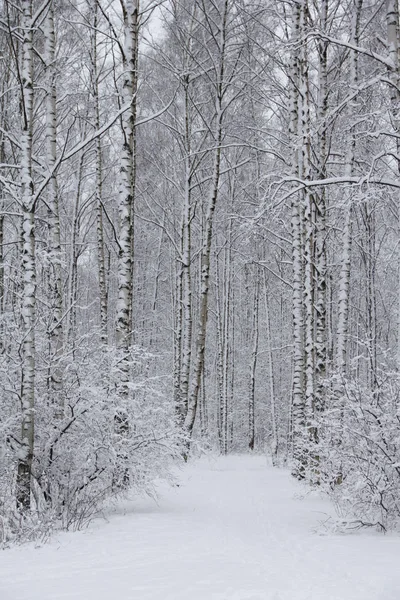 Vacker Utsikt Winter Park Snö — Stockfoto
