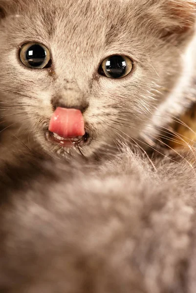 Macskák Megjelenés Mikor Felajánl Egy Ízletes Étel Ban Műterem — Stock Fotó