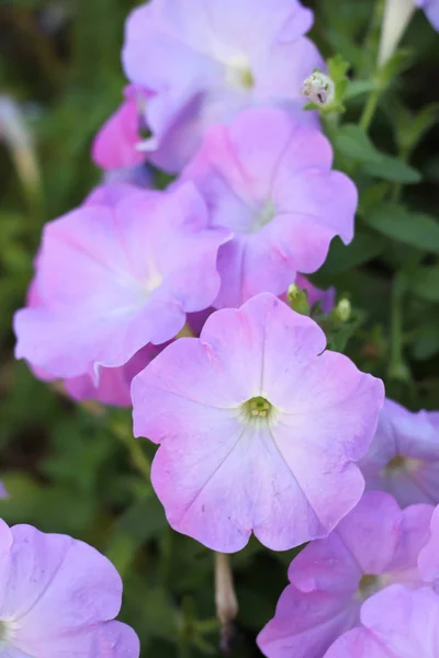 Flowering Petunia Pink Blur Background — Stock Photo, Image