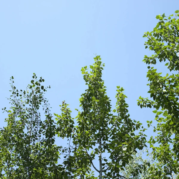 Гілки Дерева Зеленим Листям Блакитним Небом — стокове фото