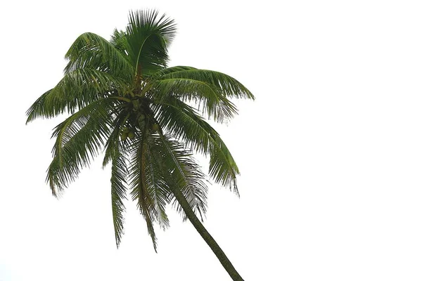 Palme Vom Strand Geschossen — Stockfoto