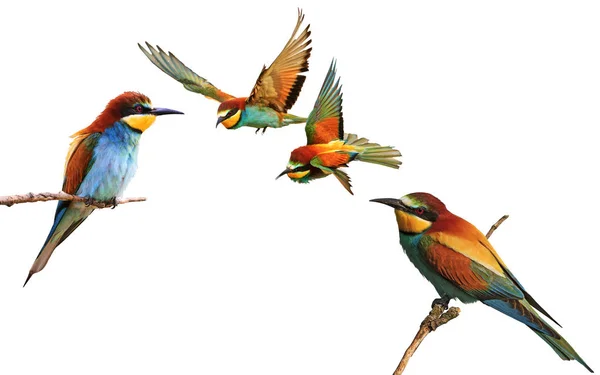 Farbige Vögel Verschiedenen Posen Paradiesvögel Bienenfresser Schillernde Farben — Stockfoto