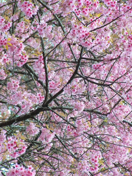 Prunus Cerasoides Dziki Himalayan Wiśni Tajski Sakura — Zdjęcie stockowe