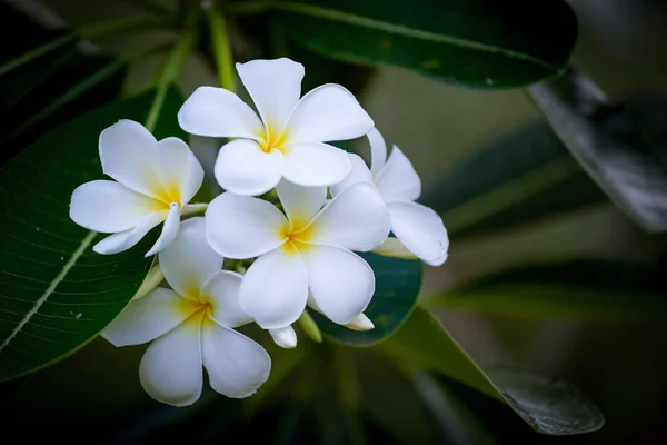 Beyaz Plumeria Çiçek Frangipani Çiçek — Stok fotoğraf