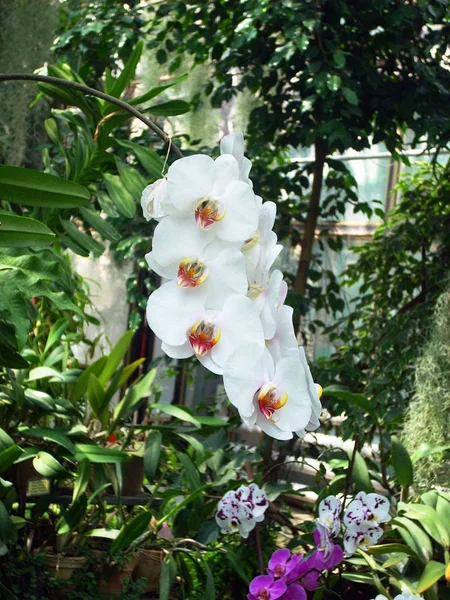 Orchidée Fleurs Dans Une Serre — Photo