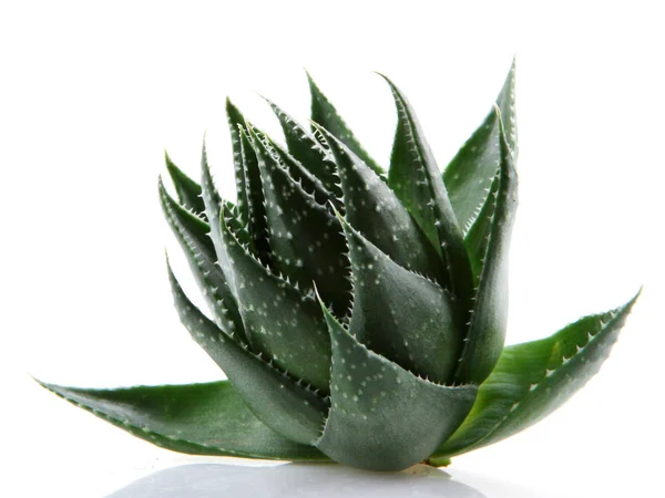 Φυτό Aloe Vera Απομονωμένο Λευκό — Φωτογραφία Αρχείου
