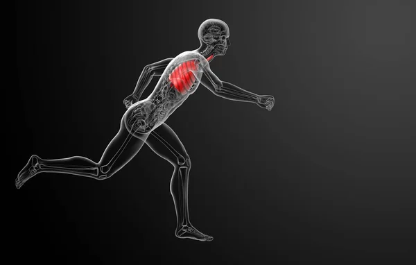 Sistema Respiratorio Humano Rayos Vista Lateral Los Pulmones —  Fotos de Stock