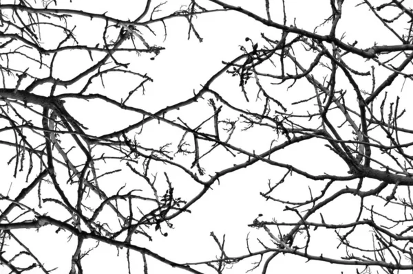 Фоновый Рисунок Ветвей Листьев Дерева Черное Белое — стоковое фото