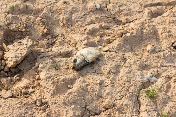 热干地上的碎地和死鱼 — 图库照片