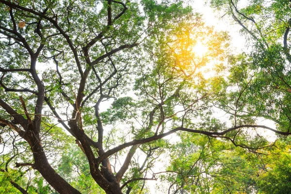 Magiskt Ljus Vid Och Gångväg Höstparken — Stockfoto