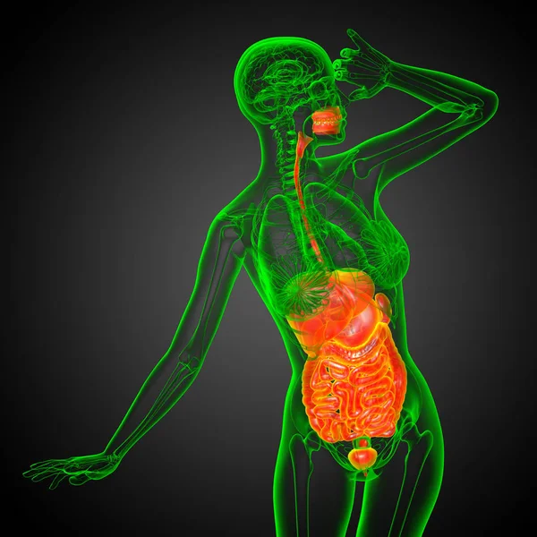 人間の消化器系 正面の レンダリングの医療イラスト — ストック写真