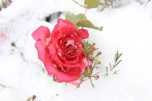 Lyserød Rose Sneen - Stock-foto