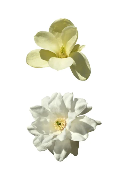 Kóza Dvou Magnolií Izolovaných Bílém Pozadí — Stock fotografie