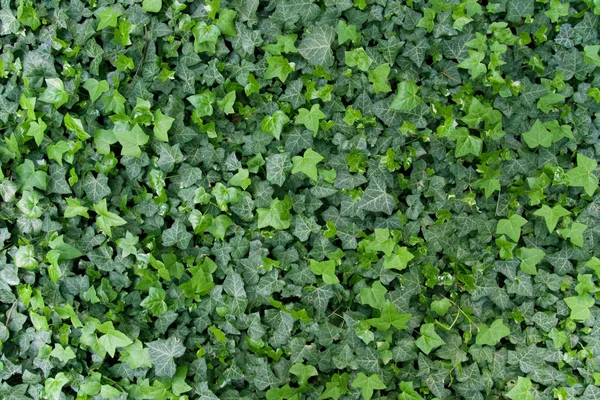 Bright Green Ivy Leaves Background — Stock Photo, Image