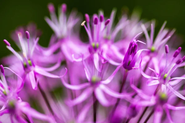 Close Blooming Purple Ornamental Onion Allium — Stock Photo, Image