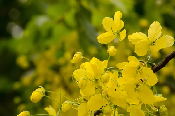 Cassia Píštěle Národní Strom Thajska Jeho Květina Thajsko Národní Květin — Stock fotografie