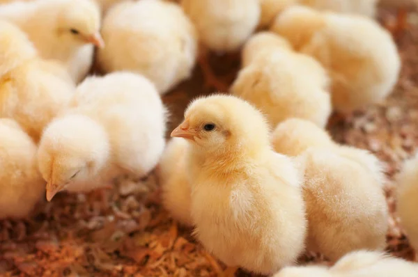 Bayi Ayam Kuning Muda Peternakan Unggas — Stok Foto