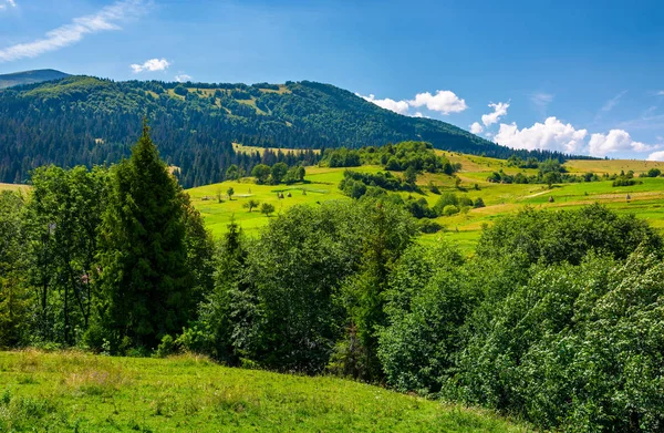 Row Trees Carpathian Hills Beautiful Countryside Scenery Mountainous Rural Area — Stock Photo, Image