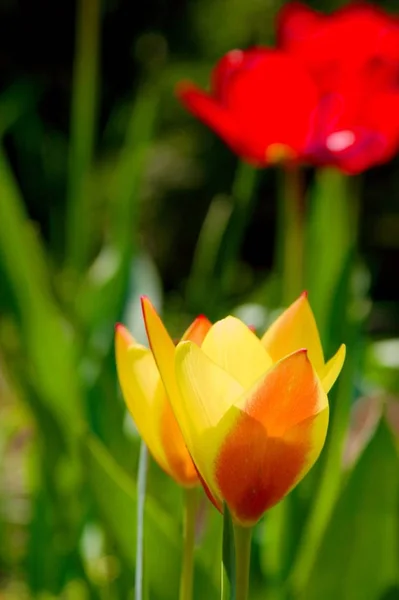 Twee Gele Bloemen Een Tuin — Stockfoto