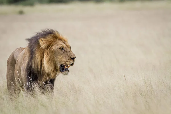 Великий Чоловічий Лев Стоячи Високої Трави Центральній Калахарі Ботсвани — стокове фото