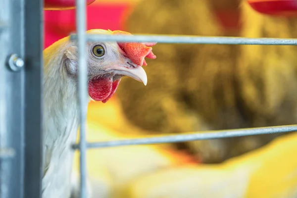 Pollo Incubadora Granja Gallinero Industria Tierras Agrícolas — Foto de Stock