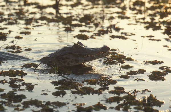 Chef För Cayman Upp Vattnet Vid Solnedgången Den Brasilianska Pantanal — Stockfoto