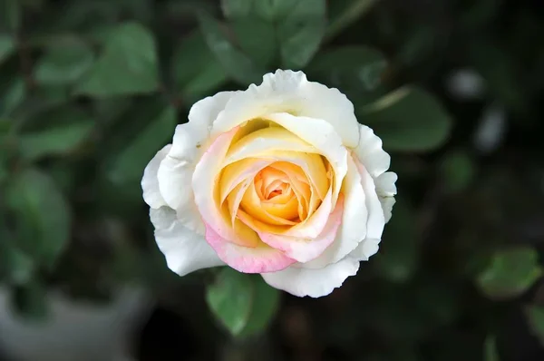 Brillante Flor Rosa Hermosa Luz Del Día Primer Plano — Foto de Stock