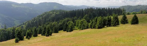 Pintoresco Abeto Ladera Montaña Feldberg Schwarzwald Alemania — Foto de Stock