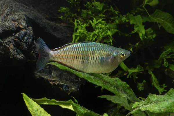 Tęczowe Rybki Rodzaju Melanotaenia Akwarium — Zdjęcie stockowe
