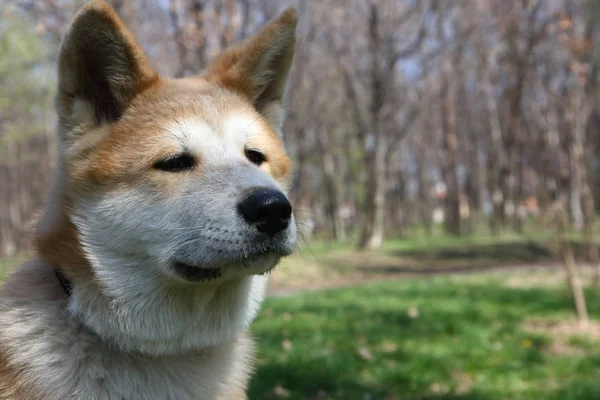 Retrato Cachorro Cão Japonês Akita Inu — Fotografia de Stock