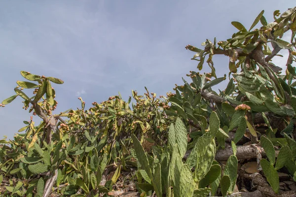 Zárja Tüskés Körte Opuntia Ficus Indica Vagy Indiai Füge Elvett — Stock Fotó