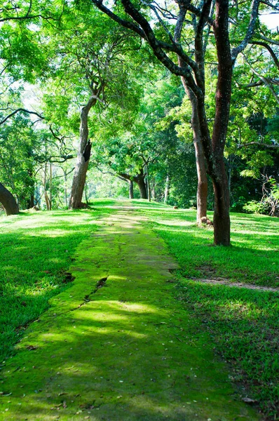 Sendero Místico Cubierto Musgo Bosque Tropical — Foto de Stock