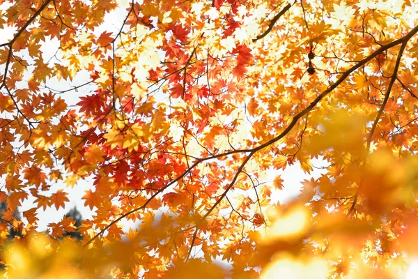 Jesienny Sezon Kolorowe Drzewa Liści Japonii — Zdjęcie stockowe