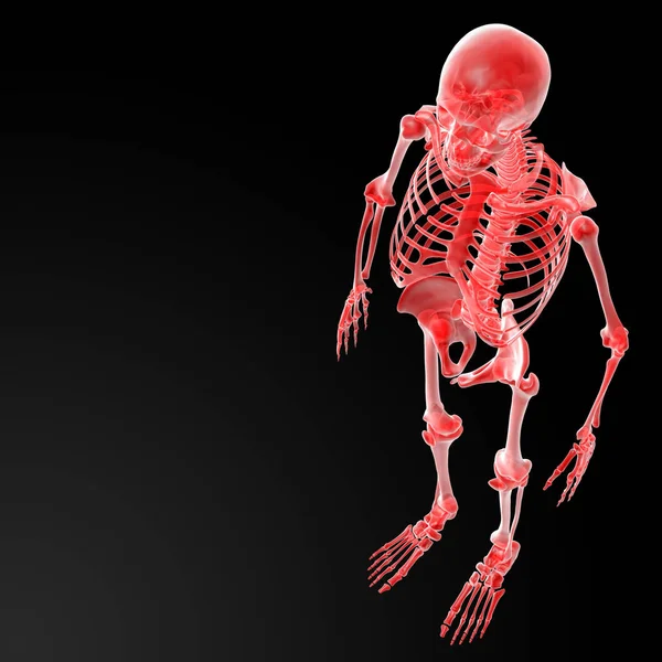 Τετηγμένα Εικονογράφηση Του Σκελετού Κάτοψη — Φωτογραφία Αρχείου