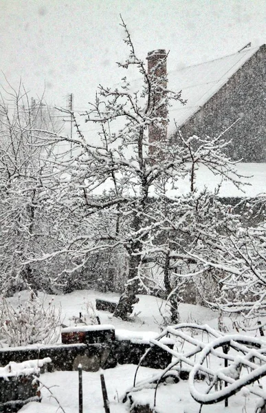 Vista Del Jardín Cubierto Nieve Una Tormenta Nieve Sombrío Día — Foto de Stock