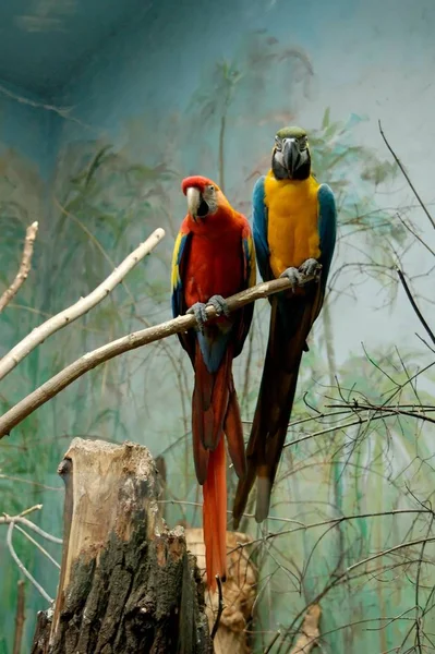 Renkli Tropikal Kuş Papağan Varşova Hayvanat Bahçesi — Stok fotoğraf