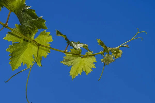 Geïsoleerde Druivenranken Tak — Stockfoto