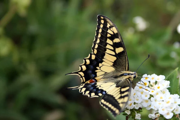 Détail Papillon Sur Une Fleur — Photo