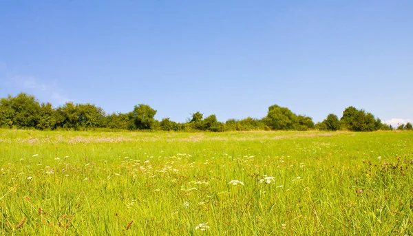 Pradera Idílica Verano —  Fotos de Stock