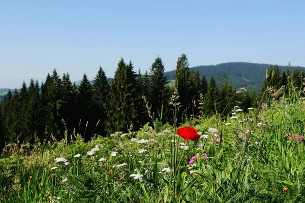 Primer Plano Paisaje Verano — Foto de Stock