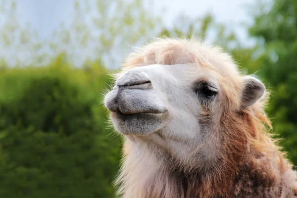 Retrato Camelo Animal Perto Foto — Fotografia de Stock