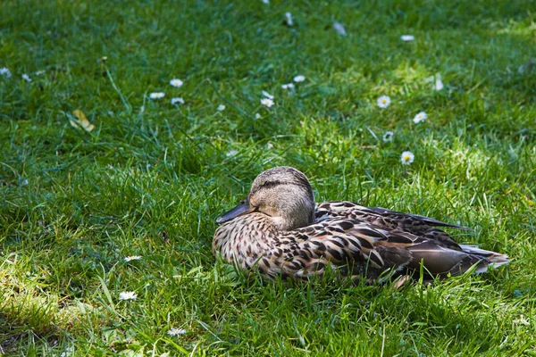 Female Wild Duck Resting Grass Sunny Summerday — Stock Photo, Image